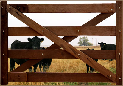 Angus Bulls